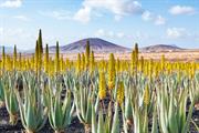 Aloe vera akur