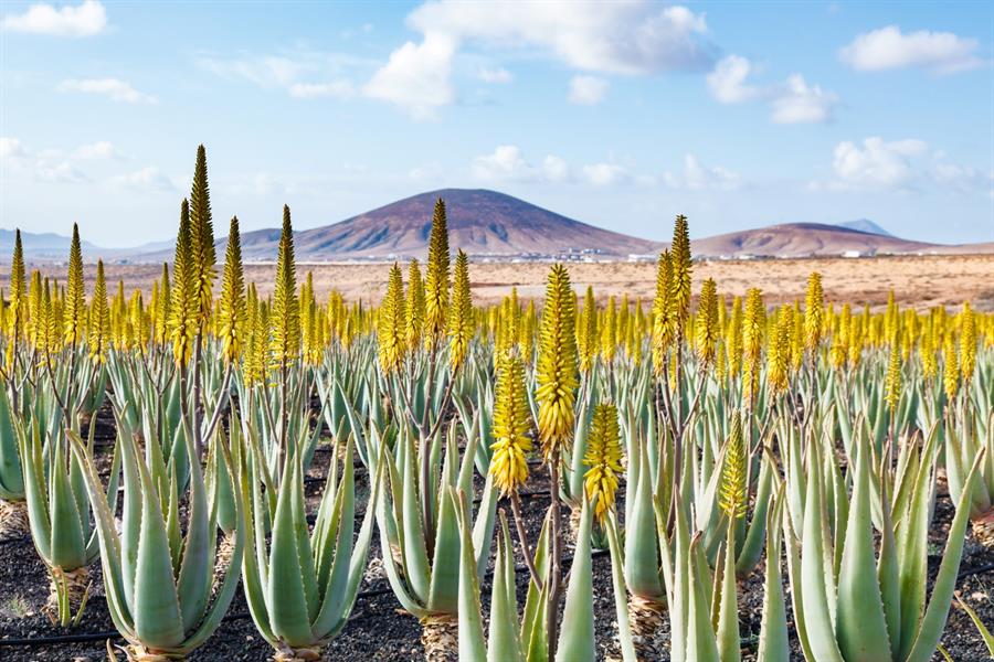 Aloe vera akur